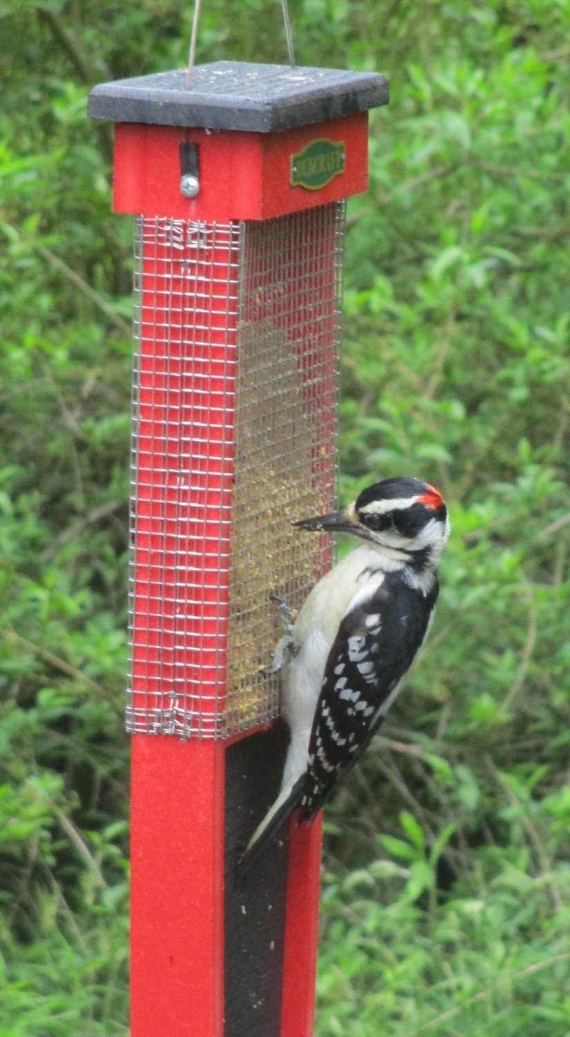 A downy woodpecker at work at the bird feeder.